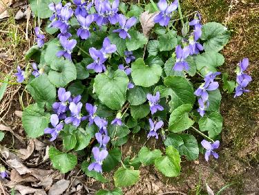 L amour est un bouquet de violaitttteeuu
