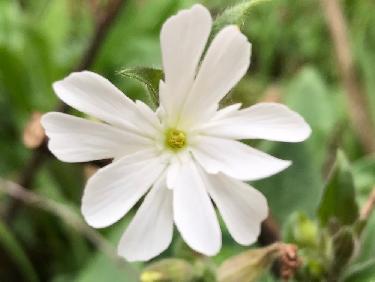 Lychnis a grosses graines