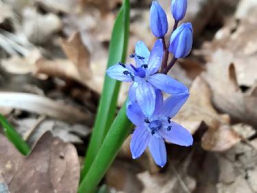 Scille Ã  deux feuilles 