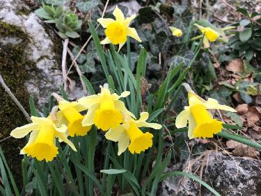 IndÃ©modables jonquilles