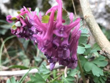 Corydale Ã  bulbe plein 