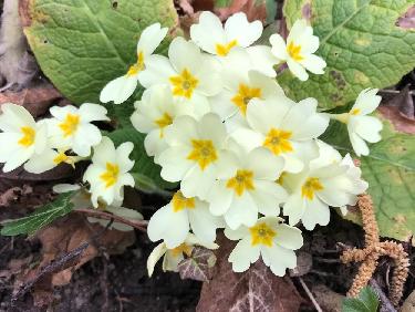 Charmantes petites primevÃ¨res 