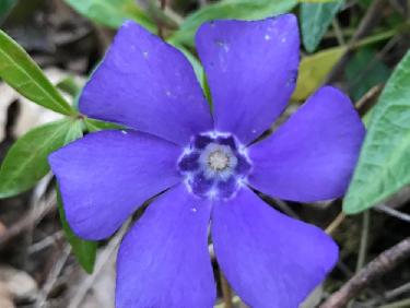 AgrÃ©able pervenche qui ne dresse pas de contredanse, celle-lÃ  