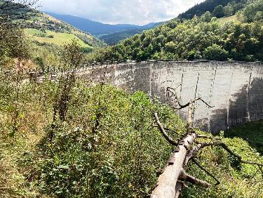 l&apos;arbre et la digue...