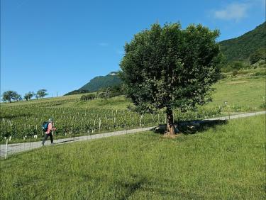 L'Armée des 12 singes 