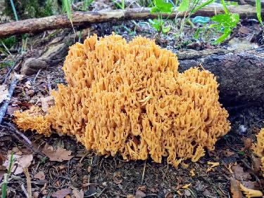 L&apos;attrait de la nouveauté !