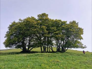 L'effondrement de la cabane sur des pattes de poule