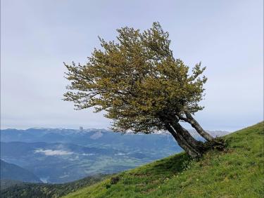 L'effondrement de la cabane sur des pattes de poule