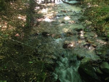 L&apos;Ondenon dans sa jungle