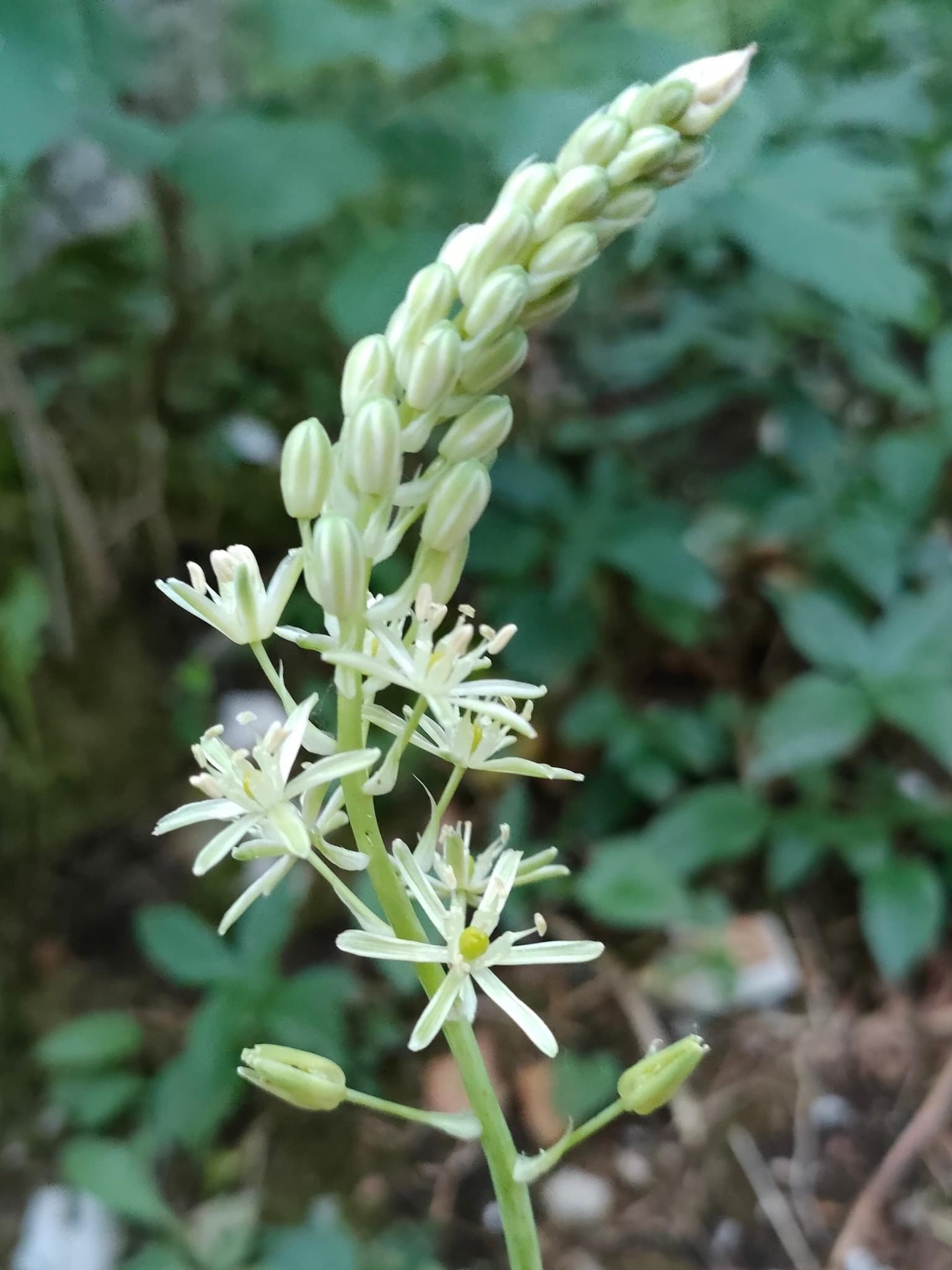 L'ornithogale des Pyrénées.