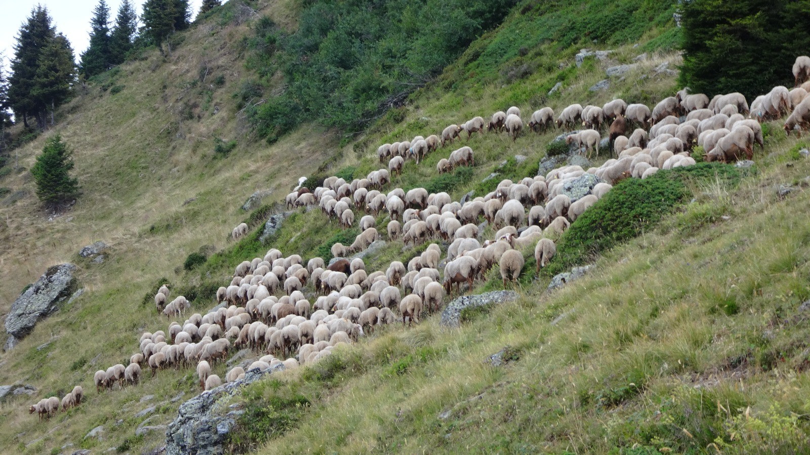 la bergère et ses patous
