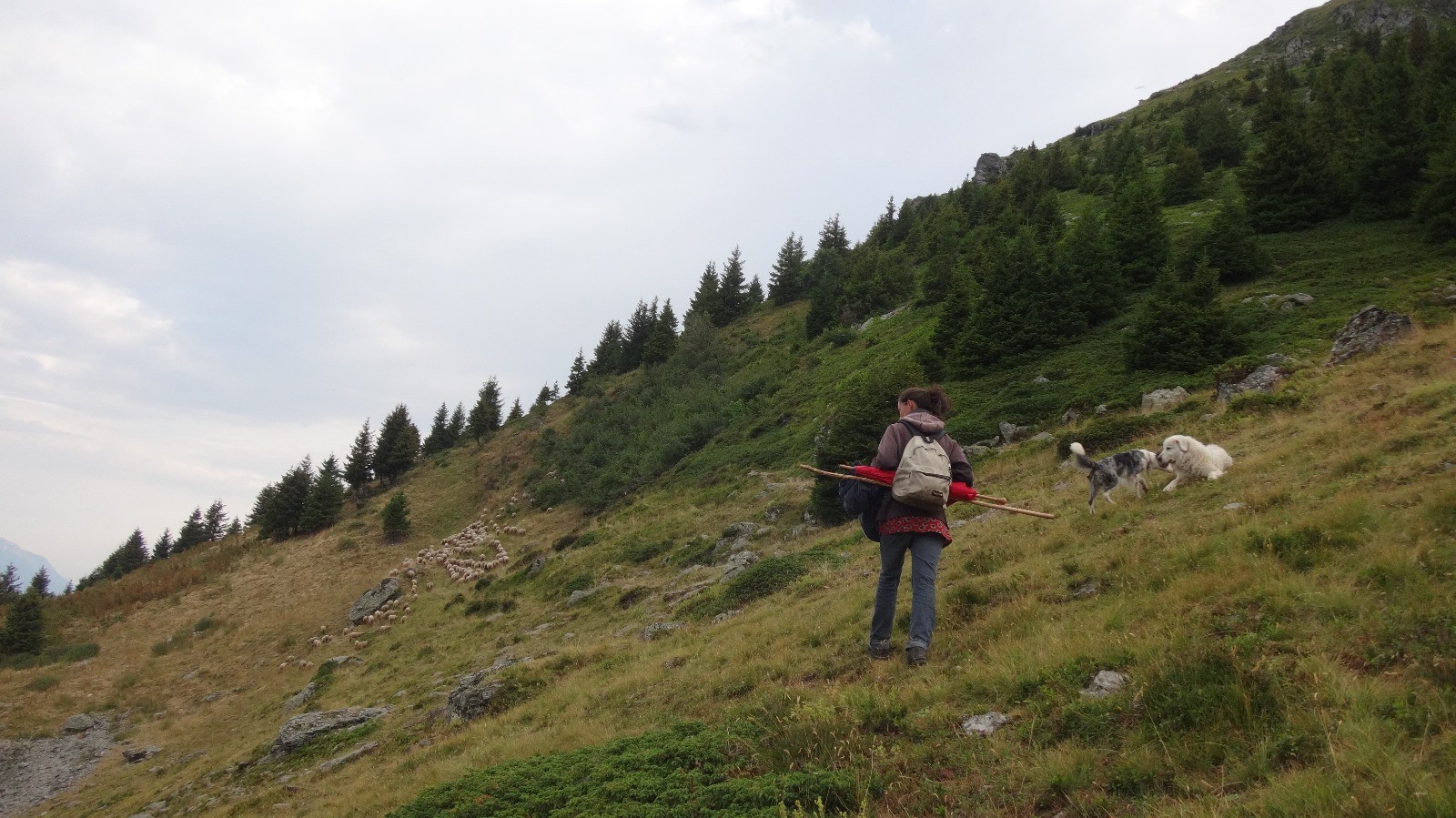 la bergère et ses patous