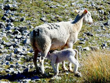 petite famille monoparentale