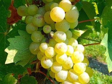 La chasse est ouverte