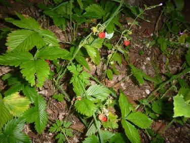 Plein de fraises sous le pas de la tinette 