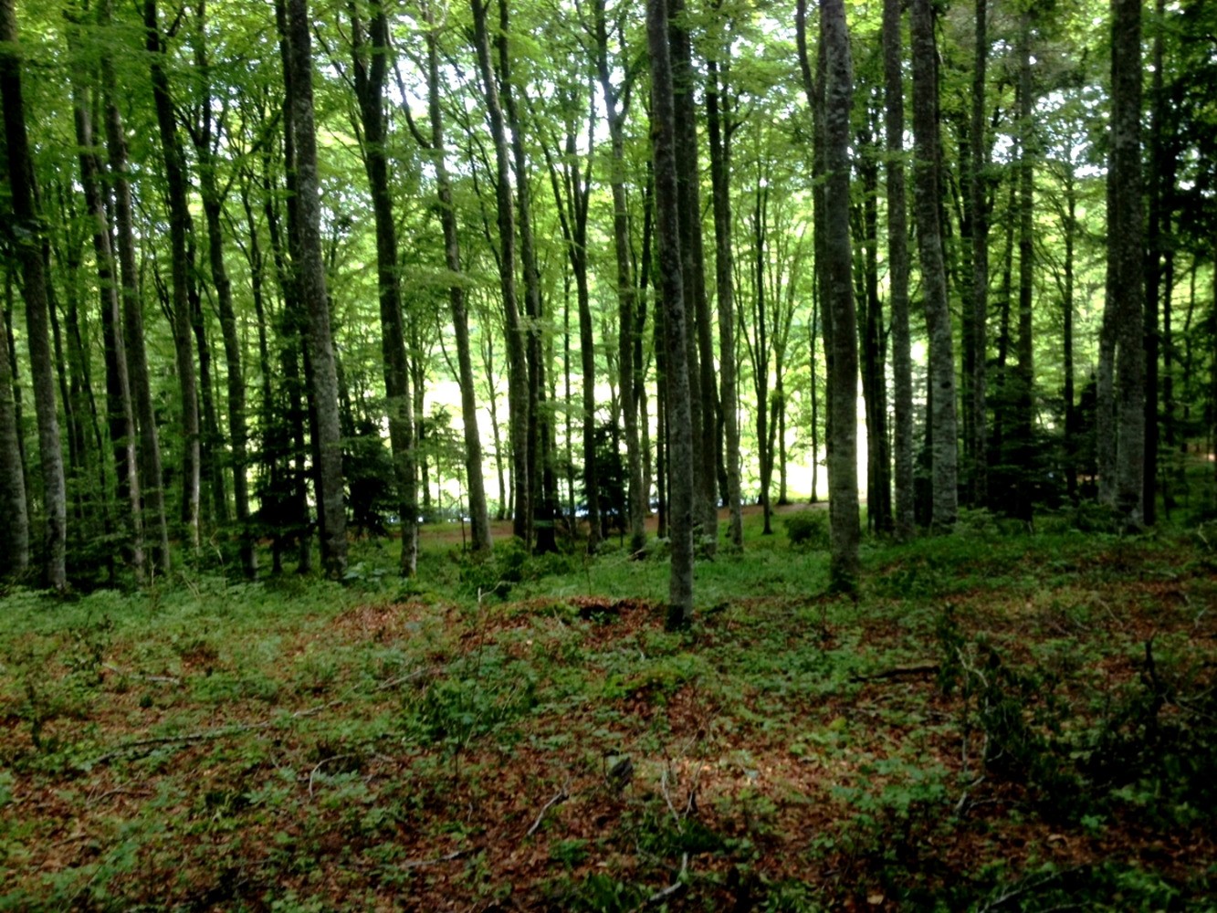 la hÃªtraie aux aspÃ©rules odorantes