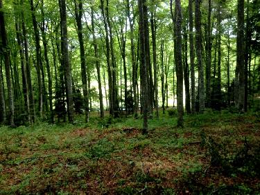 la hÃªtraie aux aspÃ©rules odorantes