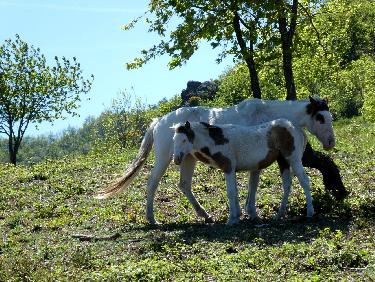 La jument et son poulain à  la Pointe de Chamousset