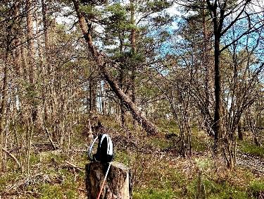 au col 960, ma souche et mon pin (oblique) prÃ©fÃ©rÃ©s