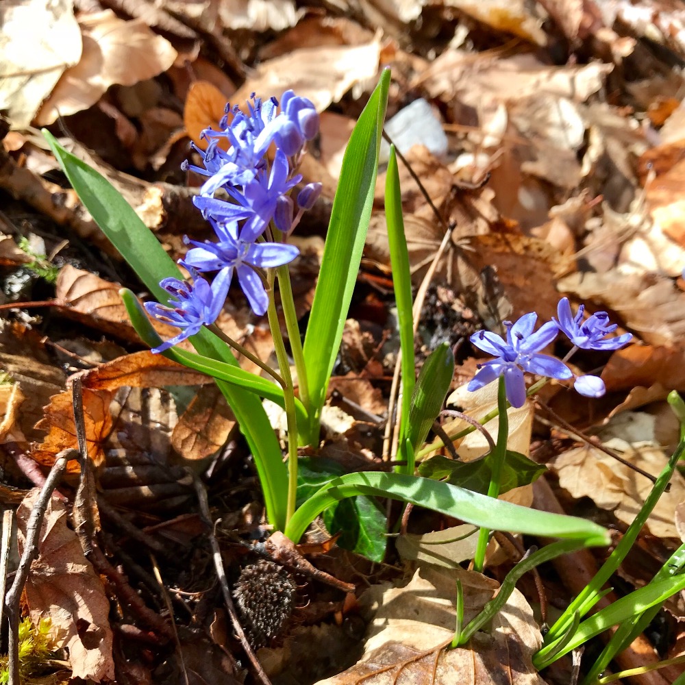 Ciles Ã  deux tiges 