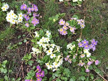 Ca y est ! C&apos;est le printemps 