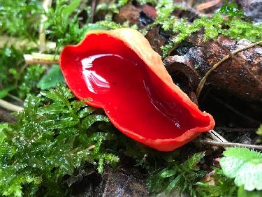 La PÃ©zize Ã©carlate