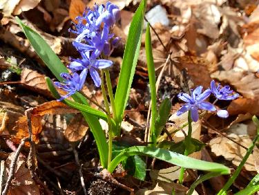 Ciles Ã  deux tiges 