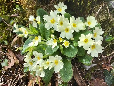 Un tapis de primevÃ¨res 