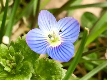 La VÃ©ronique des rochers 