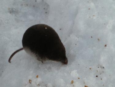 la petite souris (musaraigne ?) au sommet