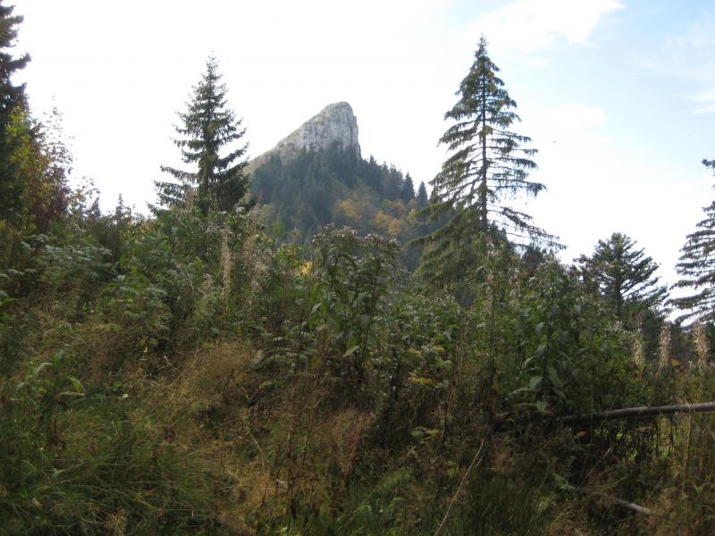 la Pinéa