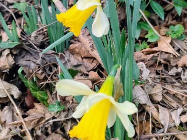 La cabane au fond du Manival
