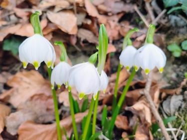 La cabane au fond du Manival