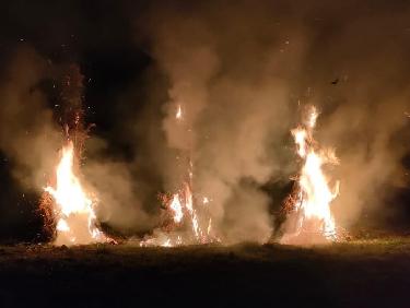 Le mystÃ¨re des genÃ©vriers thurifÃ©res