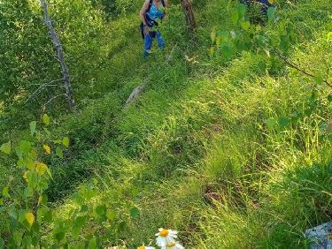 Le mystère des genévriers thurifères