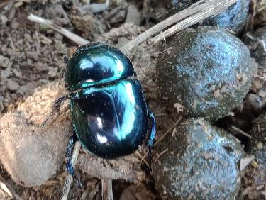 Le mystère des genévriers thurifères