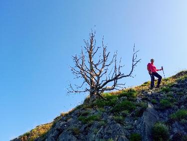 Le mystère des genévriers thurifères