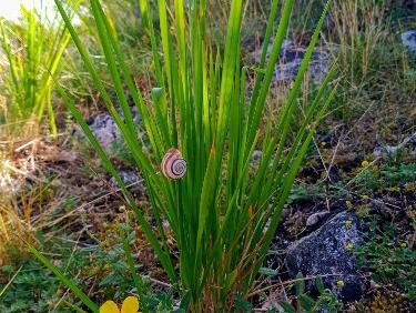 Le mystère des genévriers thurifères