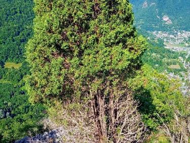 Le mystère des genévriers thurifères