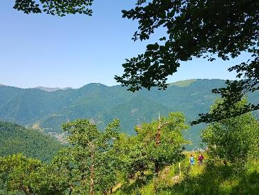 Le mystère des genévriers thurifères