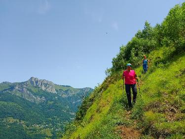 Le mystère des genévriers thurifères
