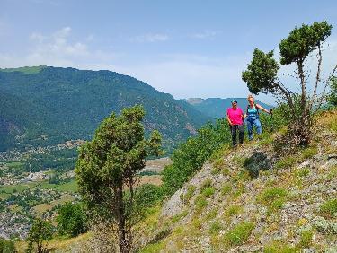 Le mystère des genévriers thurifères