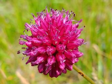 Le mystère des genévriers thurifères