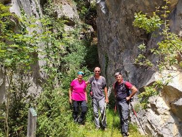 Le mystère des genévriers thurifères