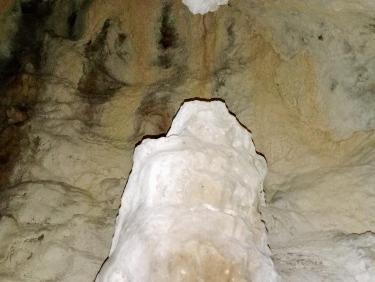 Le mystère des genévriers thurifères