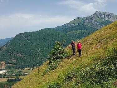Le mystère des genévriers thurifères