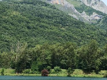 Le mystère des genévriers thurifères