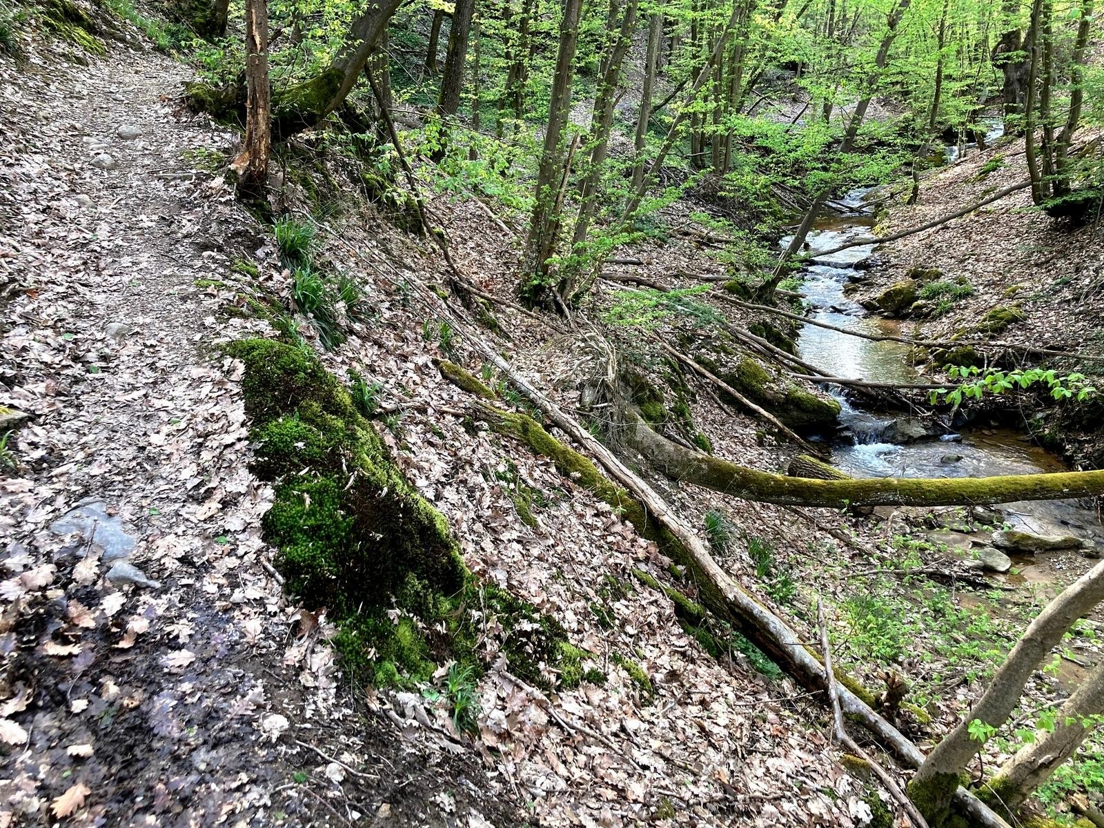 Le sentier et le ruisseau (1)