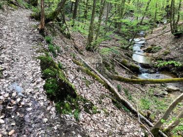 Le sentier et le ruisseau (1)