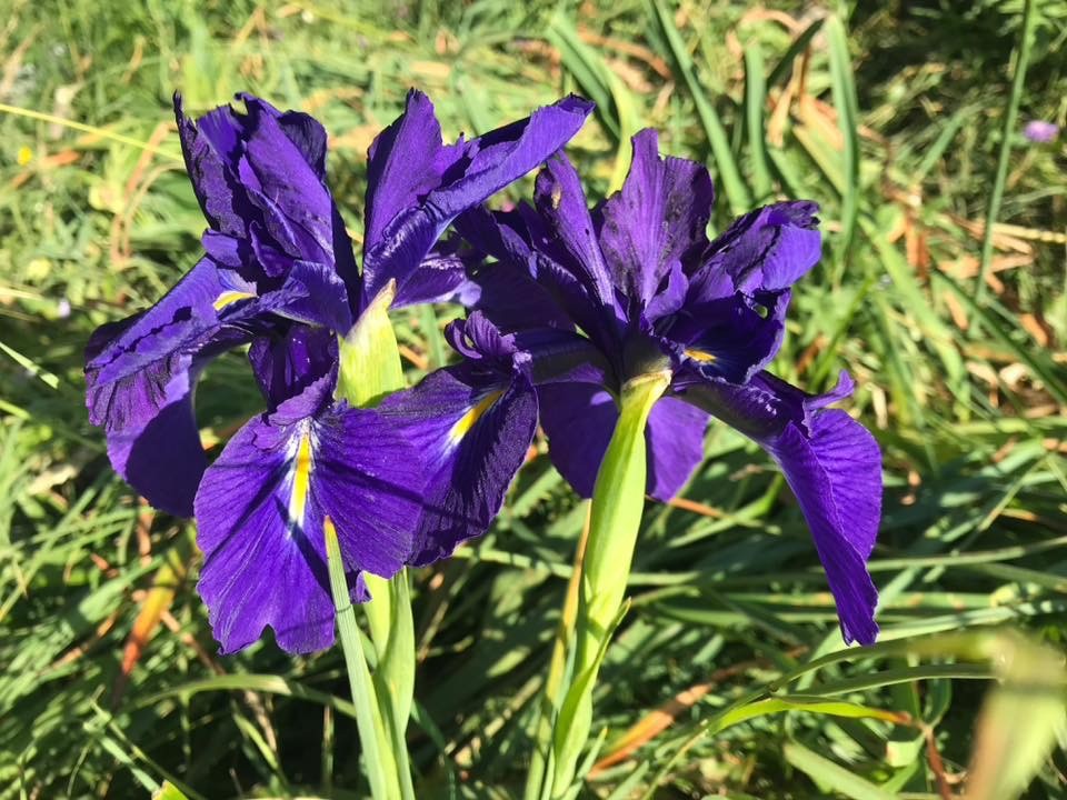 Le val de iris